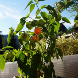 Urban gardening: Mini-Paprika